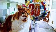 Хозяйка этого кота, взявшая его в 1988 году, не думала, что будет справлять День рождения питомца через 30 лет!!!