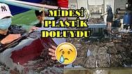 Su Kirliliği Aldı Başını Gidiyor! Yuttuğu Plastik Poşetler Yüzünden Ölen Balina