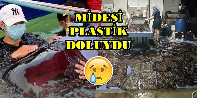 Su Kirliliği Aldı Başını Gidiyor! Yuttuğu Plastik Poşetler Yüzünden Ölen Balina