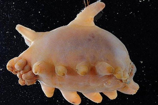 8. Скотопланес