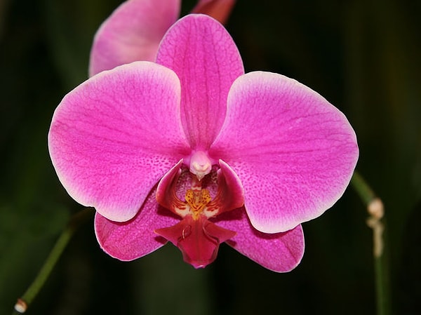 Ваш психологический возраст - 34 года, а цветок вашей души - орхидея!