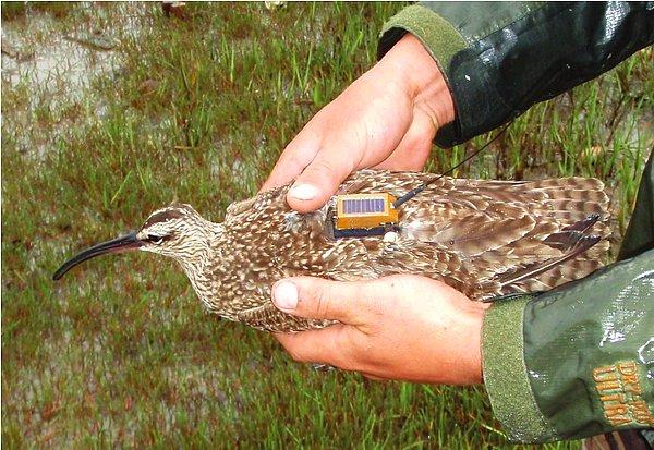 Ekoloji bölümünün çalışanlarına göre birileri kuştaki GPS cihazındaki SIM kartını söküp günlerce telefonla görüşme yapmış!
