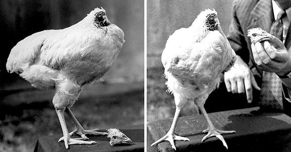 3. Kafasız tavuk Mike'ın kafasının kesilmesinden 18 ay sonraki fotoğrafı, 1945