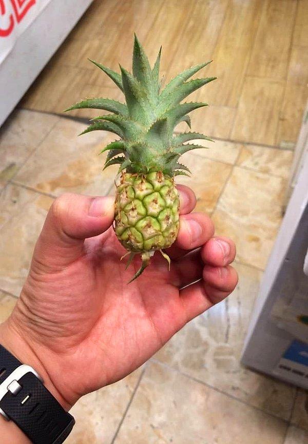 11. Dünyanın en küçük ananası: