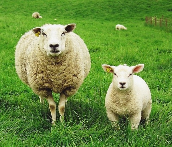 1. У фермера было 15 овец. Все из них, кроме 9, умерли. Сколько у него осталось овец?