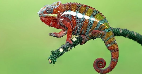 7. Почему хамелеоны меняют цвет, как вы думаете?