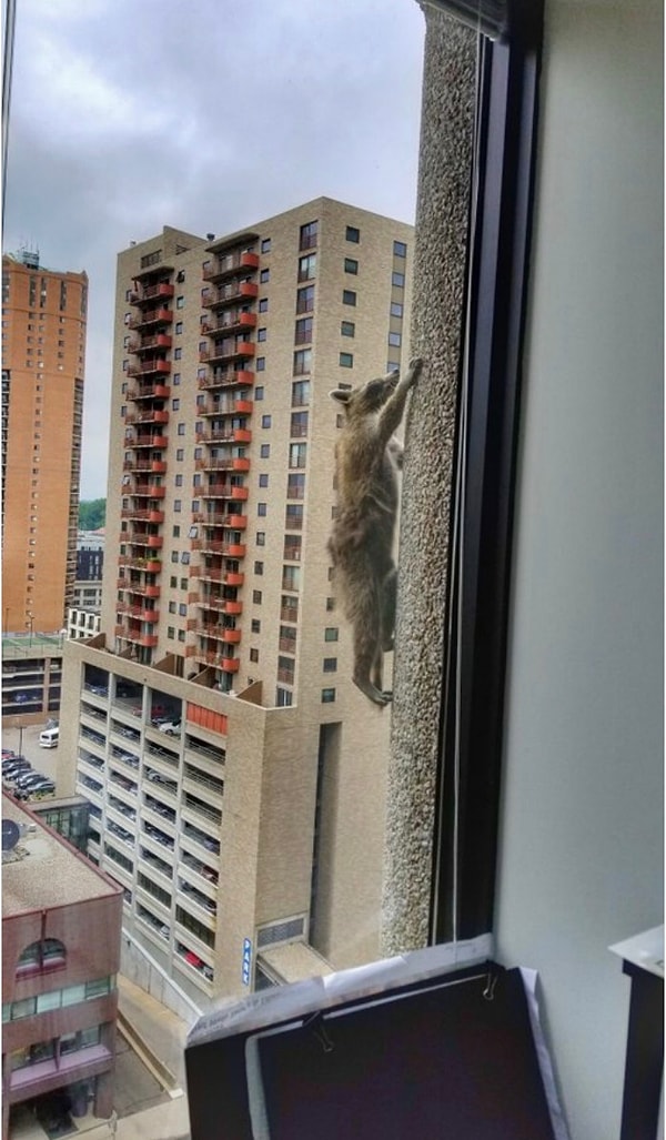 1. Пушистый зверек был замечен во вторник на стене небоскреба UBS в районе 13-го этажа.