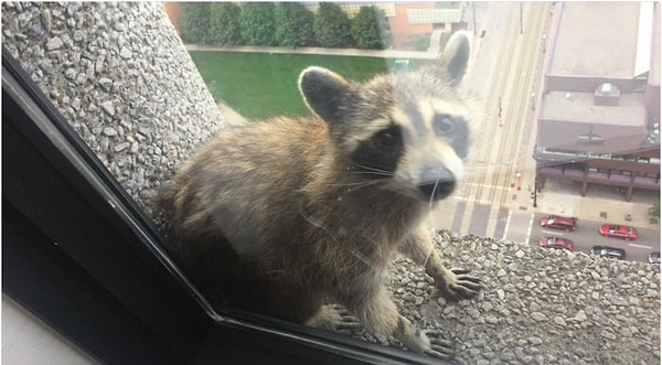 13. Подумаешь, всего лишь 22 этаж!