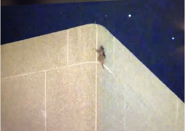 18. Чуть за полночь енот добрался до верхушки здания и залез на крышу, где для него уже приготовили кошачий корм и ловушку, чтобы переправить зверька обратно в естественную среду обитания.