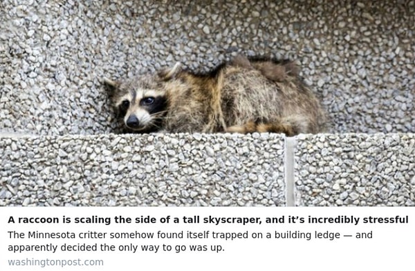 7. Енот даже привлек к себе внимание крупных американских изданий, включая The Washington Post.