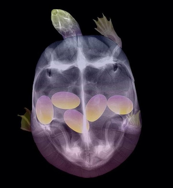 9. Красота, да и только!