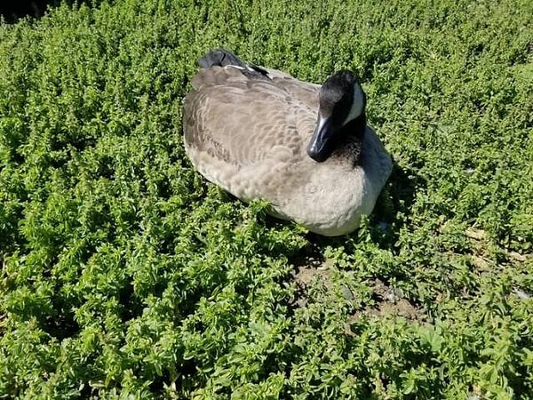 22. Гигантская утка раздавила несколько гектаров леса