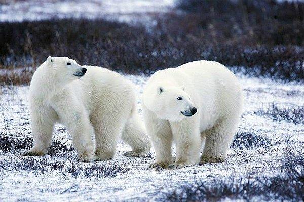 17. Kutup ayılarının kürkünün hangi renk olduğunu biliyor musunuz?