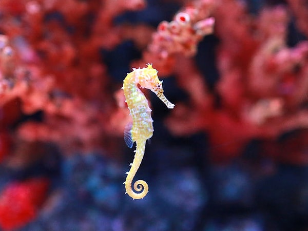 9. Кто вынашивает мальков у морских коньков?