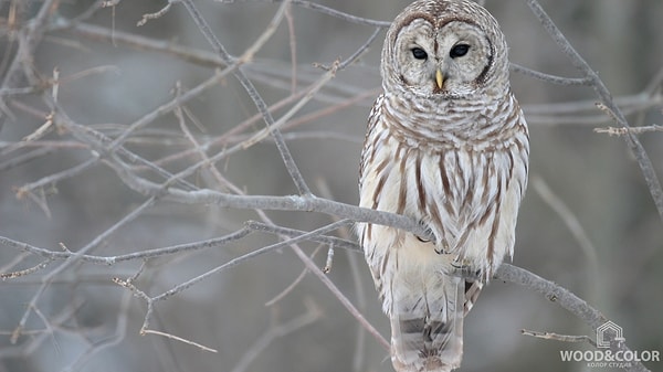 7. Выберите оттенок серого, который отличается от остальных?