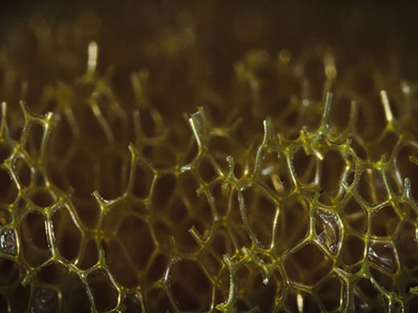 13. Что здесь изображено?