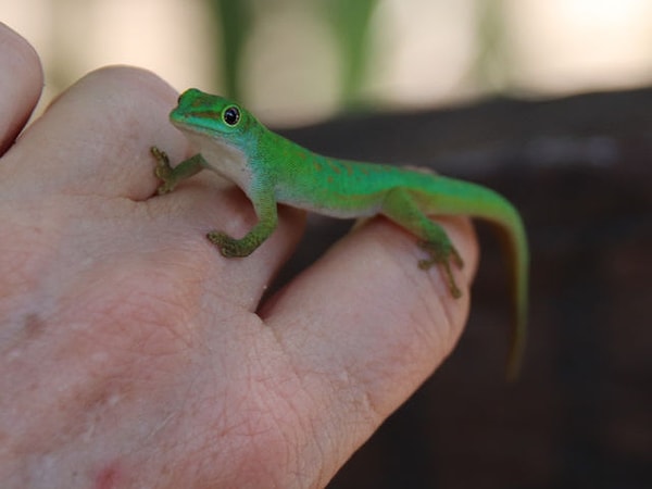 10. Зеленый Геккон: