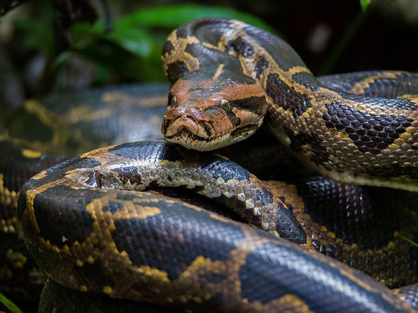 2. Бирманский питон: