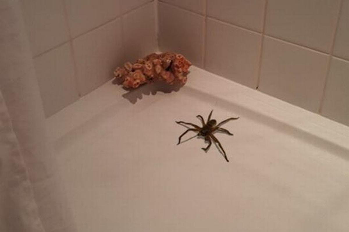 Паук вечером на кухне примета. Паук в ванне. Огромный паук в ванной. Маленький паучок в ванной. Пауки в квартире.