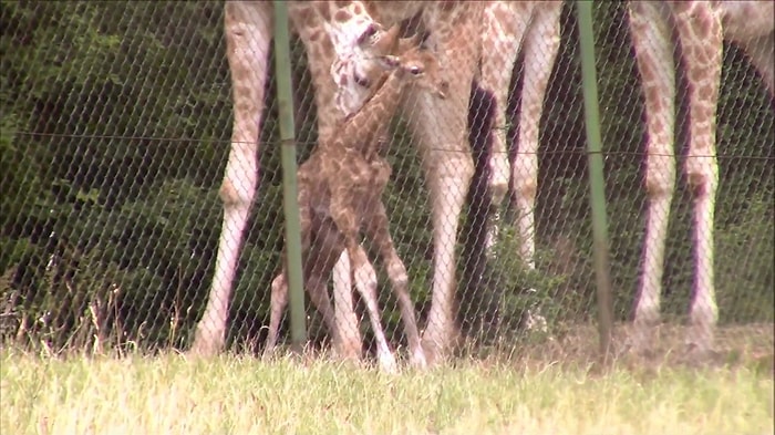 Dünyaya Yeni Gelen Zürafanın İçinizi Isıtacak Ayağa Kalkma Savaşı