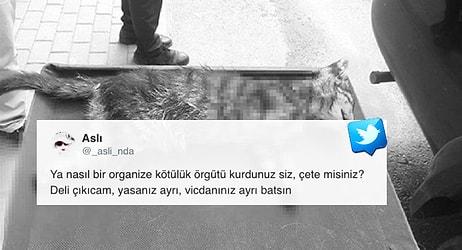 Katili Aramızda: Bursa'da Dört Ayağı Kesilmiş Ölü Kedi Yavrusu Bulundu