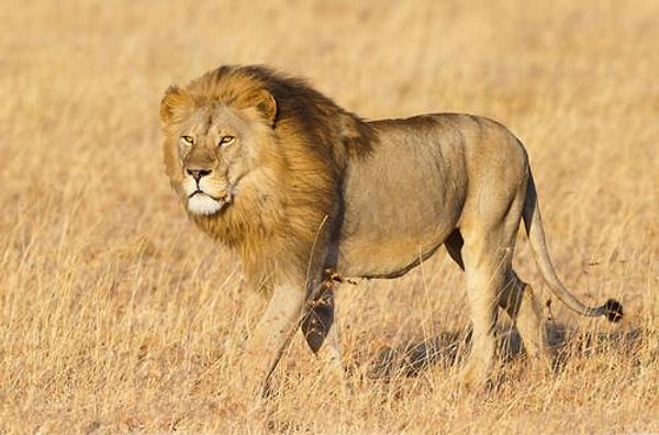 9. Как бы то ни было, тот факт, что девочка осталась жива и избавилась от своих похитителей, все равно можно считать чудом.