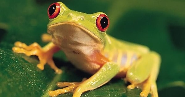 6. А увеличенные глаза позволят лучше видеть.