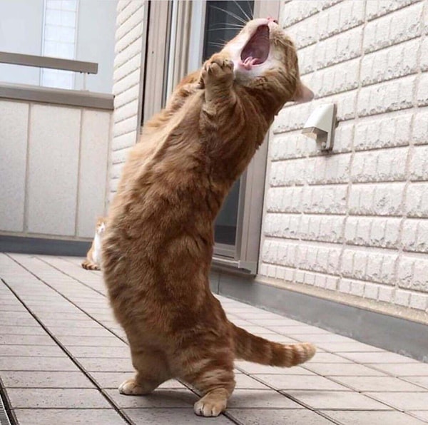 3. "Серенада"