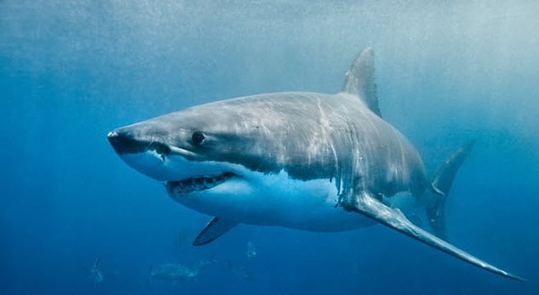 6. Египетское правительство обвиняло евреев в том, что они атаковали их с помощью радиоуправляемых акул