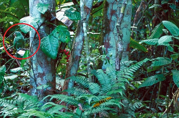 Посмотреть ответ: