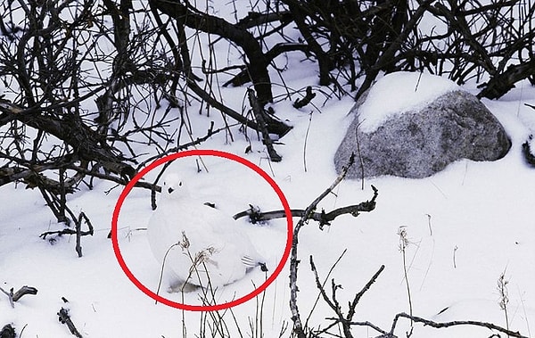 Посмотреть ответ: