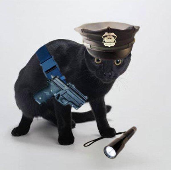 Bundan sonra bankaların, kendilerine güvenlik görevlisi kediler bulması gerekecek gibi gözüküyor!