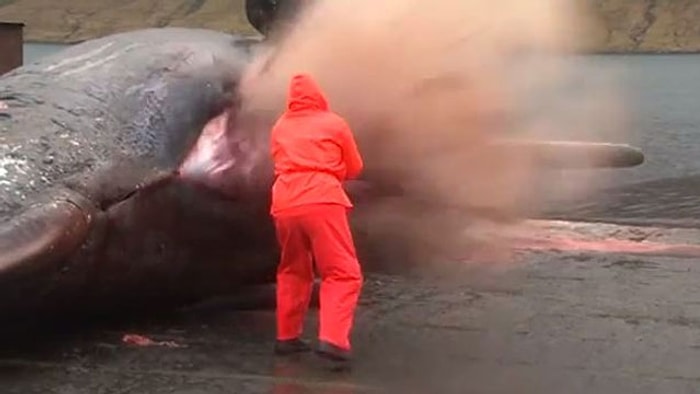 Öldükten Sonra Karaya Vuran Dev Balina Cesetleri Bomba Gibi Patlıyor!