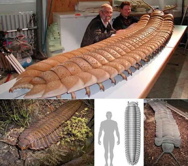 2. Многоножка Arthropleura, обитавшая на Земле 300 миллионов лет назад.