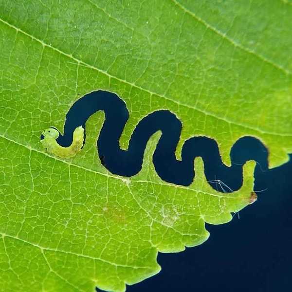 18. Путь маленькой гусеницы.