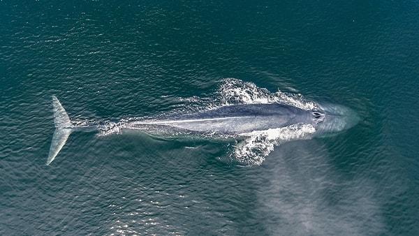 İnsanları intihara sürükleyen oyunun da adı olması sebebiyle sıkça duyduğumuz ''Blue Whale'' yani Mavi Balinalar, yaşayan en büyük canlılar olarak tanımlanıyorlar.