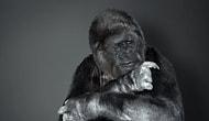 46-летняя горилла Коко, умевшая говорить языком жестов, покинула этот мир