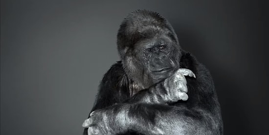 46-летняя горилла Коко, умевшая говорить языком жестов, покинула этот мир