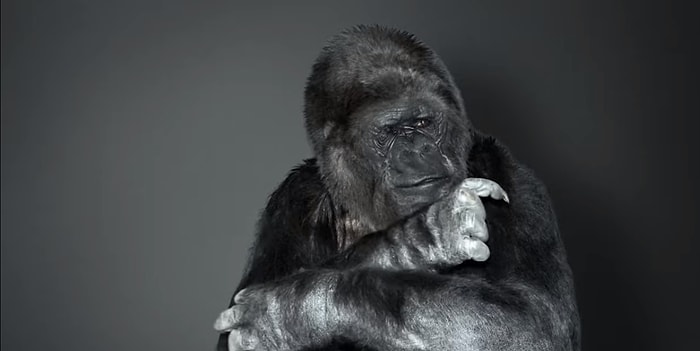 46-летняя горилла Коко, умевшая говорить языком жестов, покинула этот мир