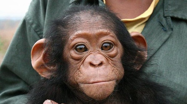 9. Гибрид шимпанзе и человека