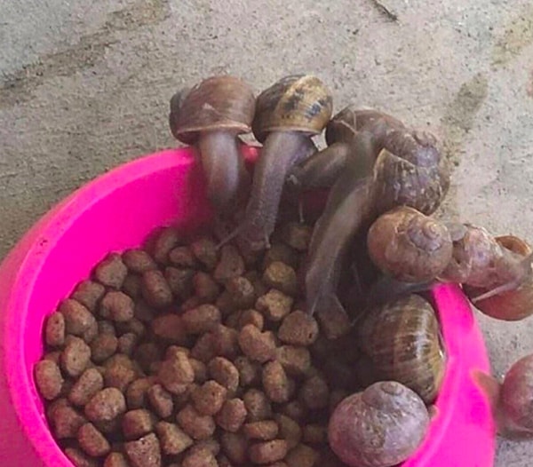 4. А вы знали, что улитки не прочь полакомиться собачьей едой?