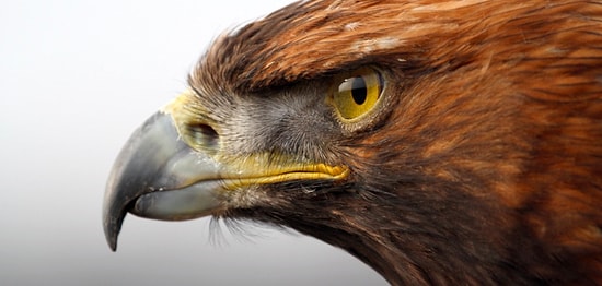 Тест: А ваше зрение, как у орла?