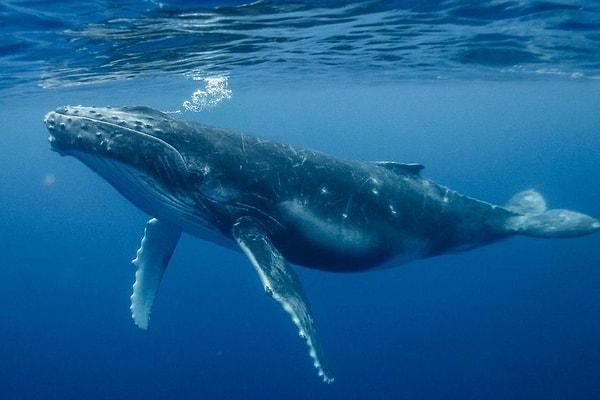 Ölümleri gerçekleşip vücut fonksiyonları durduktan sonra, birçok diğer canlı gibi balinaların organlarında da birtakım gelişmeler yaşanıyor.