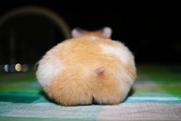 1. Şu küçük tatlış hamster poposuna bir bakar mısınız? 😍