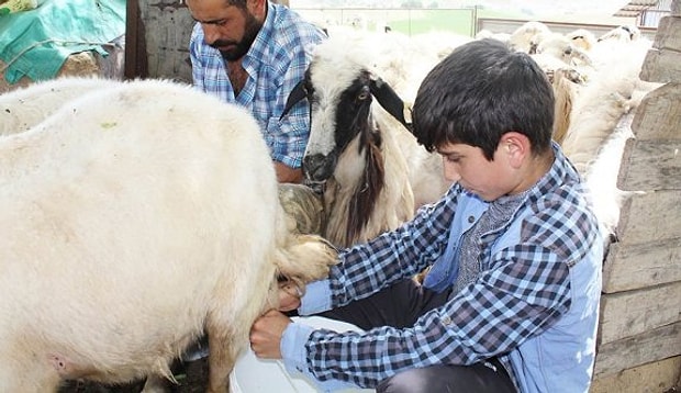 Gelir Artiyor Aile Genisliyor Ruyada Koyun Gormek Ne Anlama Gelir