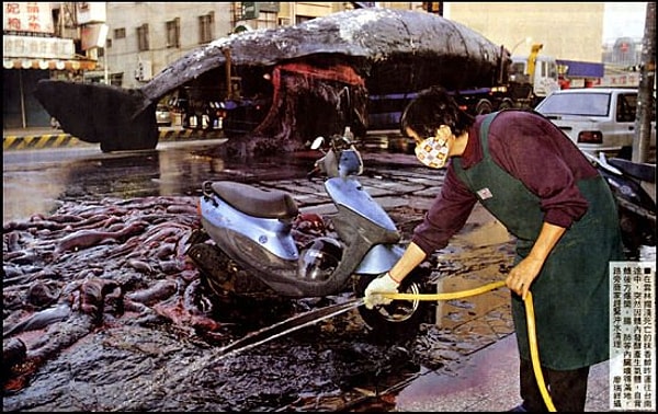 Части тела животного, которое взорвалось посреди улицы, разбросало повсюду. Никто не пострадал, но уборка последствий взрыва принесла немало хлопот.