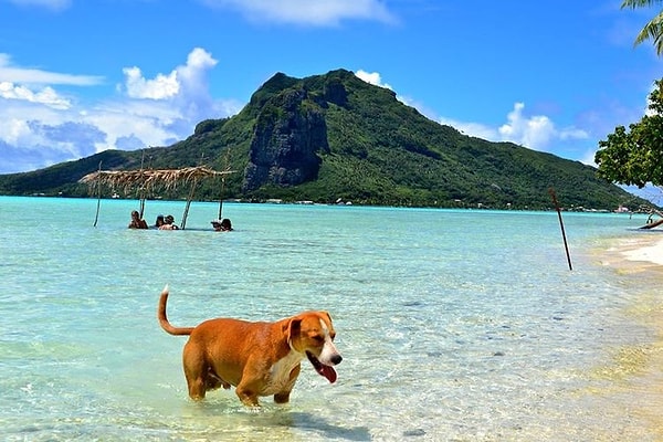 18. Представить, что вы на необитаемом острове, посетив Моту Тиапаа, Маупити, Французская Полинезия