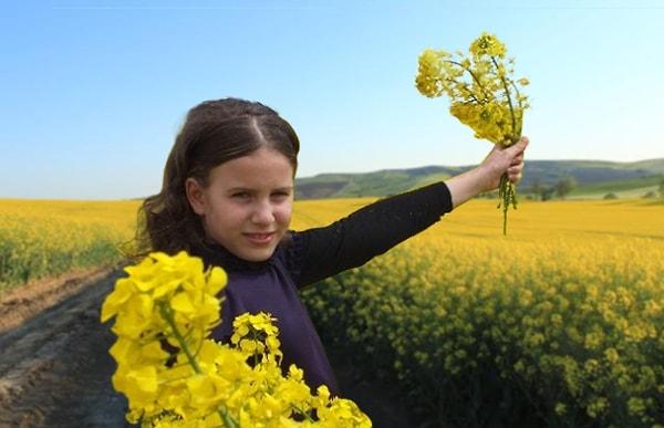 11. Türkiye'de de 1960 yıllarında Trakya bölgesini sarıya boyayan kanola bitkisinin ekimi daha sonra yasaklanmıştır.