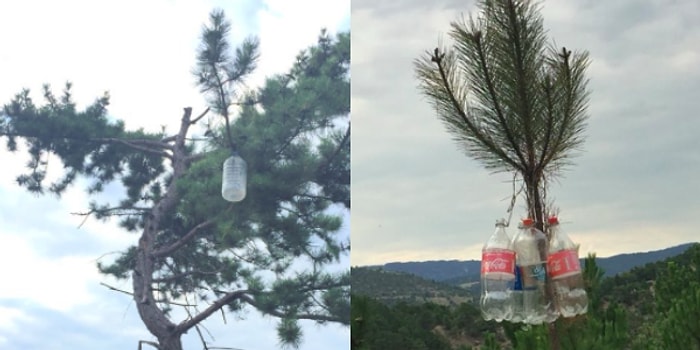 Bolu Göynük’te Ağaçlara Asılan Çöplerin Sebebini Duyunca Çok Şaşıracaksınız