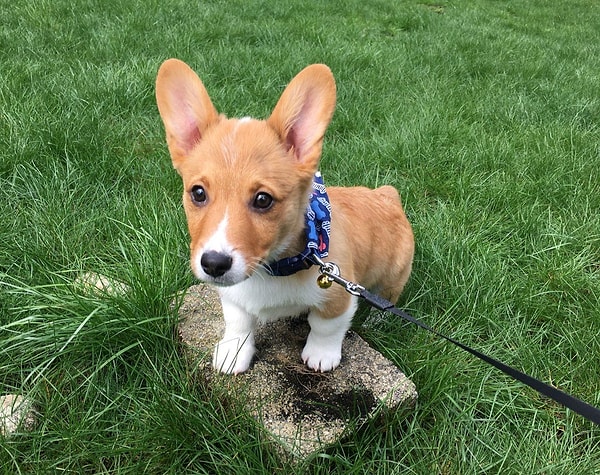 5. Дорги появились в результате скрещивания таксы и вельш-корги